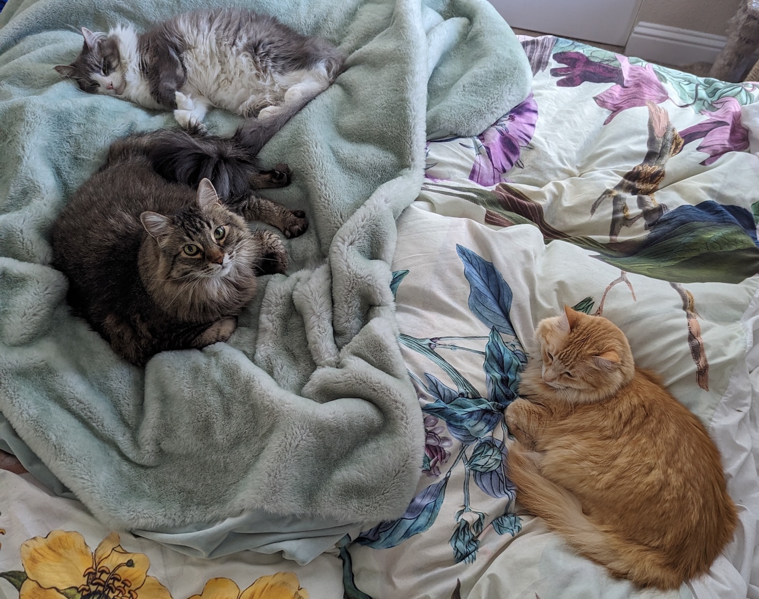 Photo of cats on About page